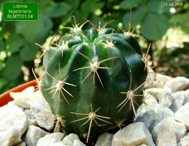 Lobivia _tegeleriana _BLMT531.04 _(Echinopsis tegeleriana) _01
